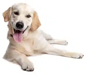 Der Blog Dieter Greven